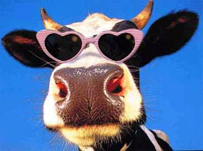 funny_cow_pink_glasses