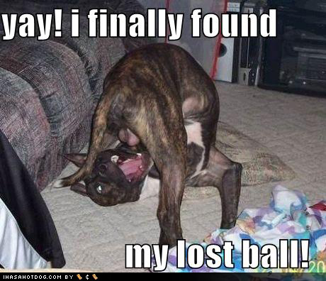 funny-dog-pictures-found-lost-ball.jpg