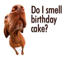 dog-birthday-cake-50