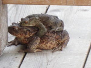 Froggy love