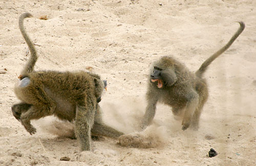baboonfight1