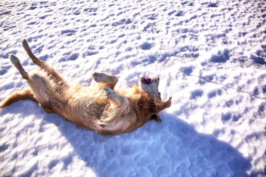 Oscar rolling in snow