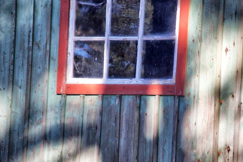 Window with tree