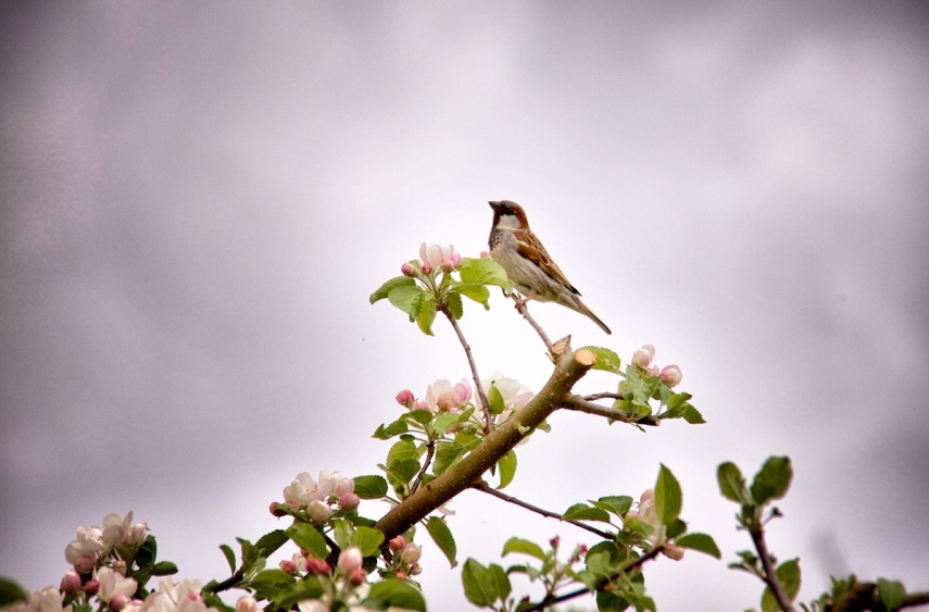 Bird on blossom
