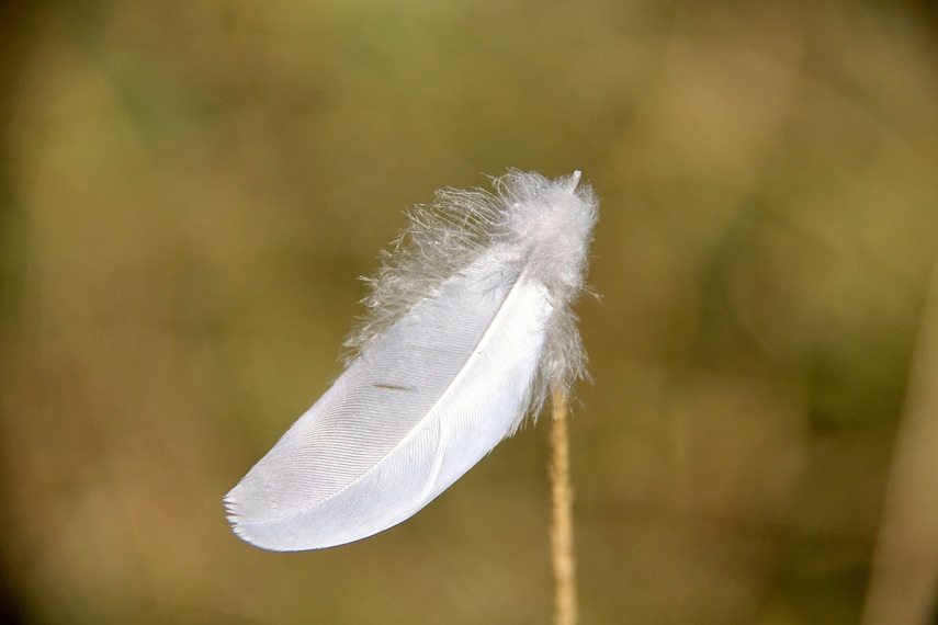 Feather copy