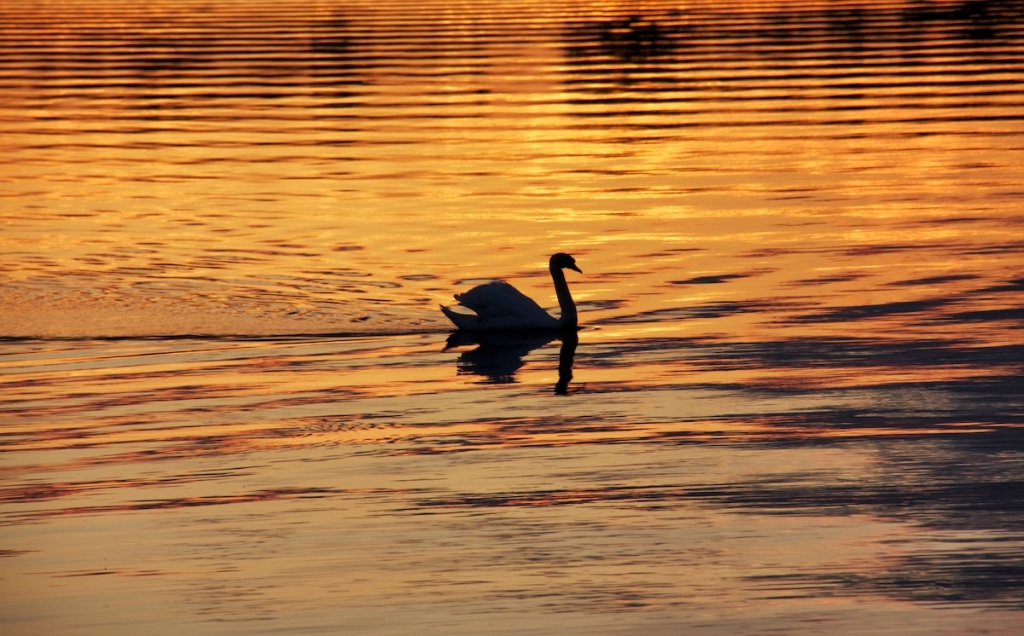 Golden swan lake copy