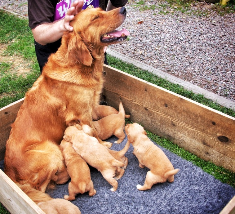 Ruby and pups