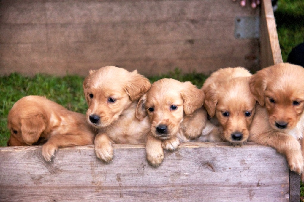 Pups in a row