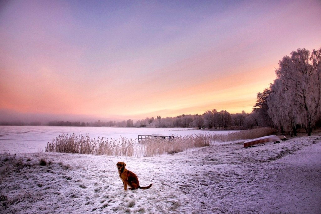 Hoar frost dawn