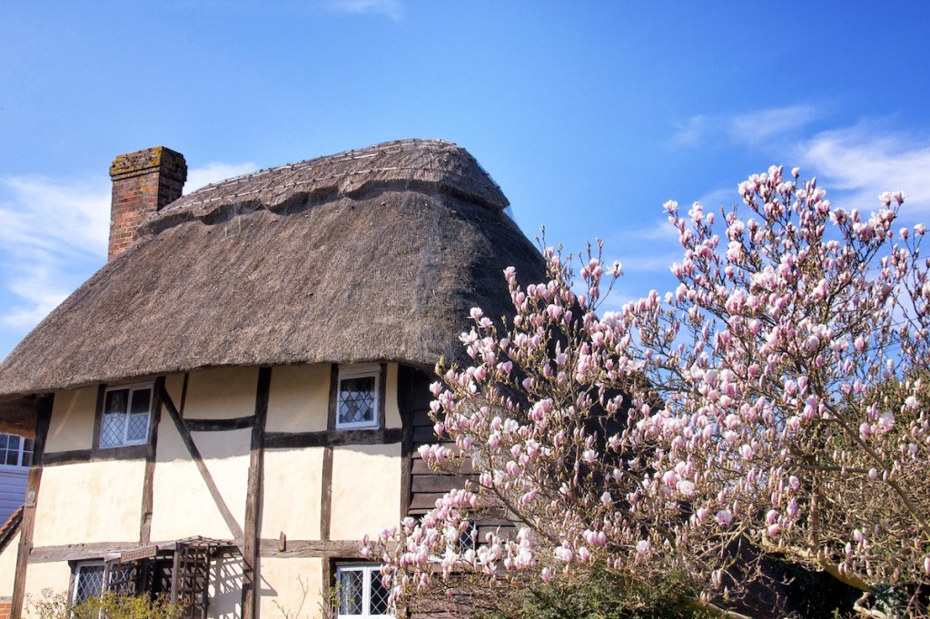Magnolia and cottage