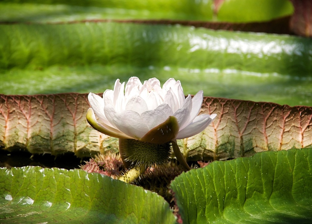 White lily copy
