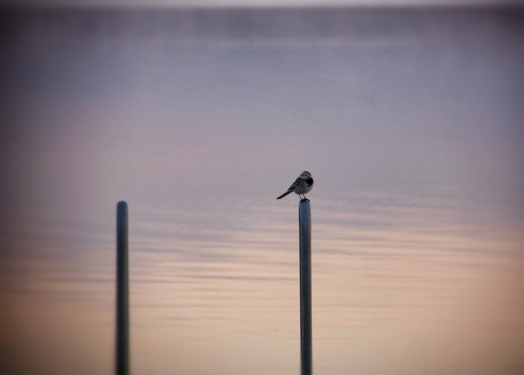 Bird at dawn