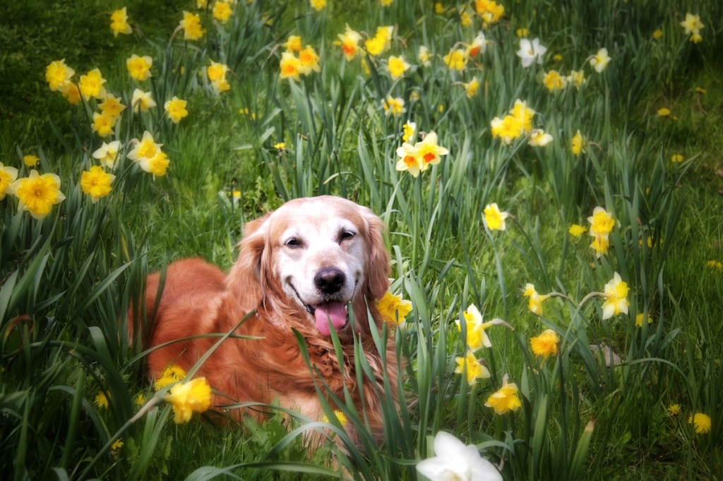laughing-in-daffs