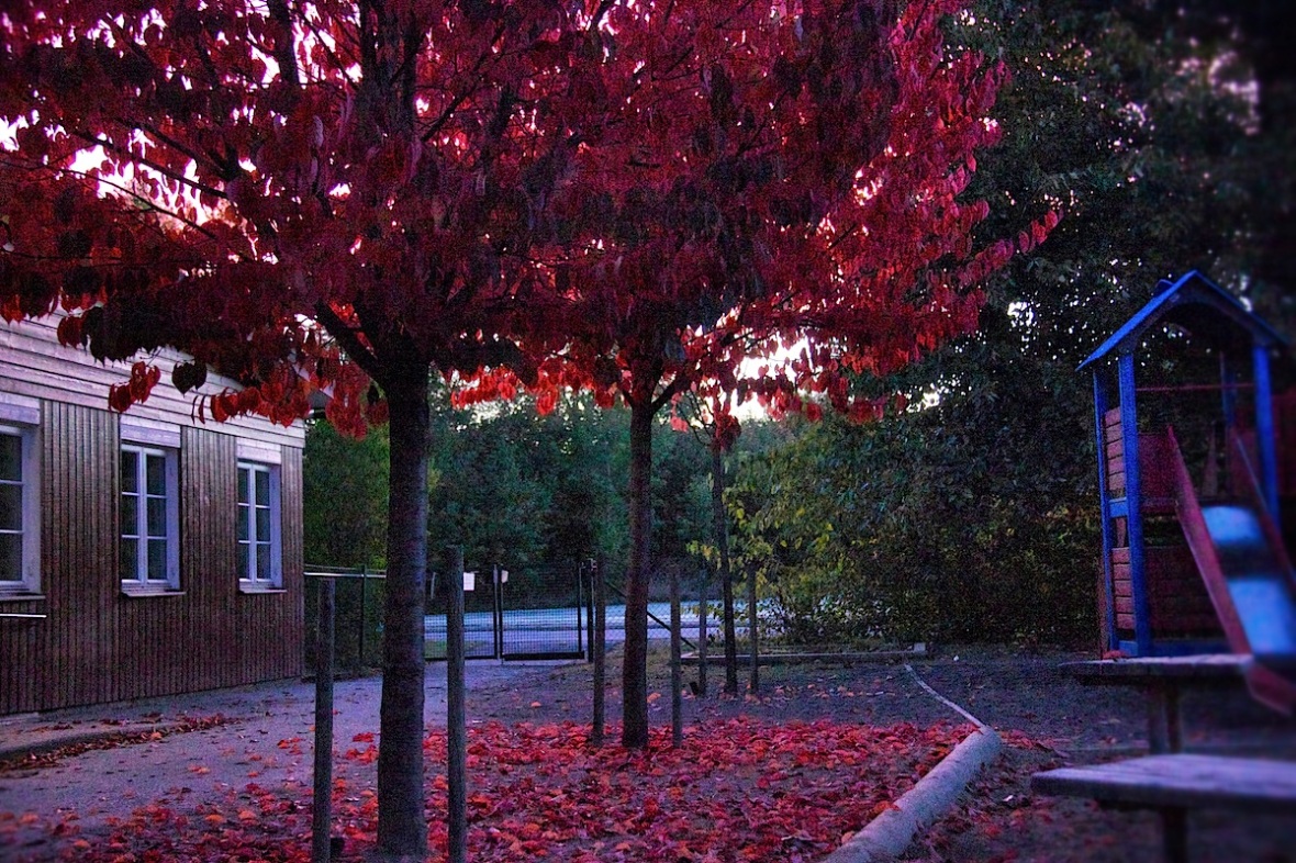 Bright maple leaves.jpg