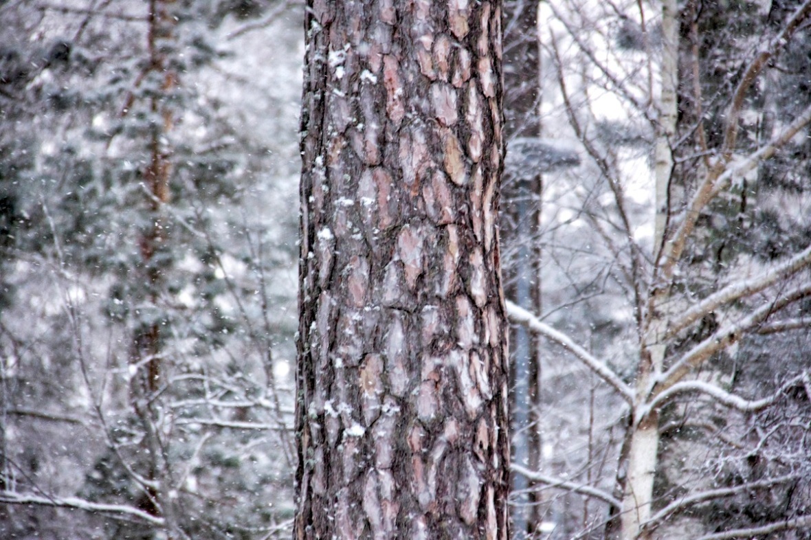 Snowy bark.jpg