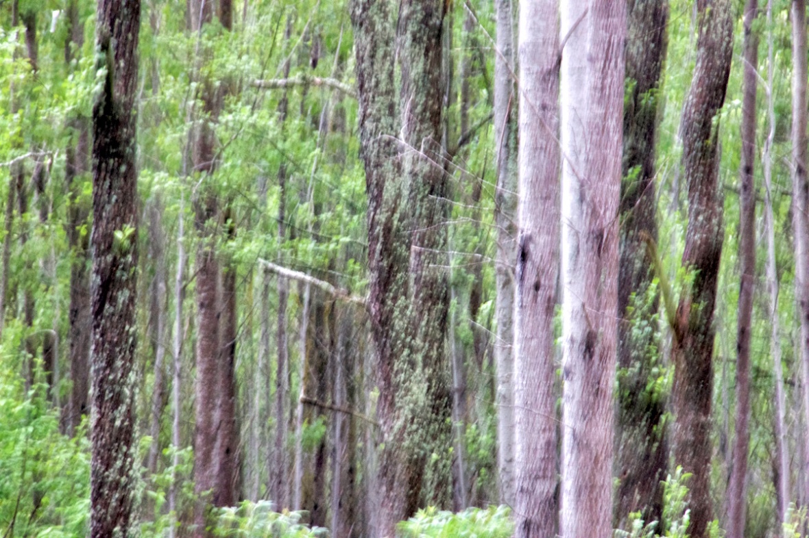 Rainy trees.jpg